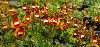 <em>Calceolaria</em> 'Walter Shrimpton'